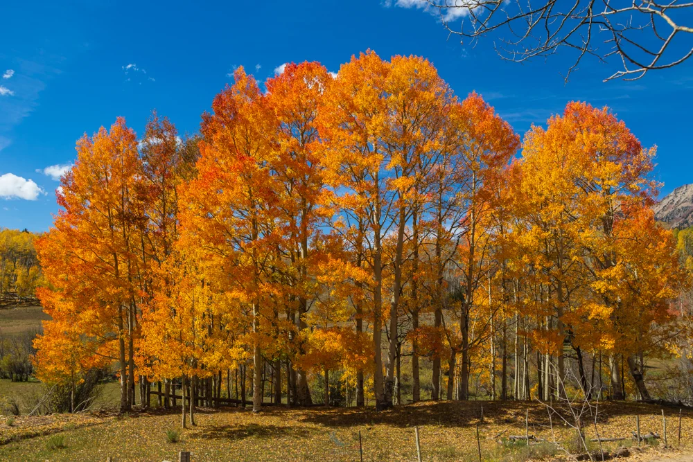 Aspen's Blazin'