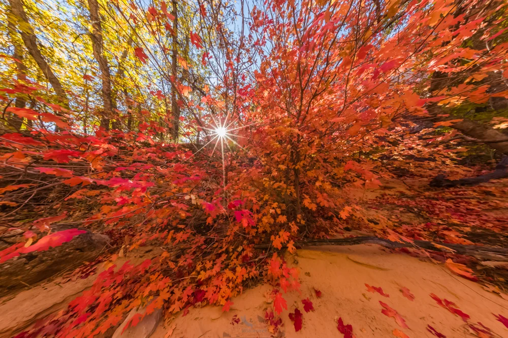 Maple Sunstar