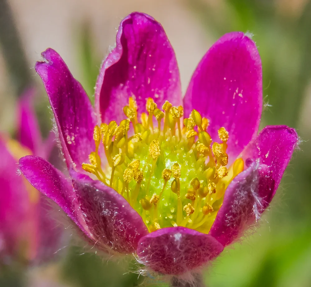 Macro Cutleaf Anemone (Anemone multifida)