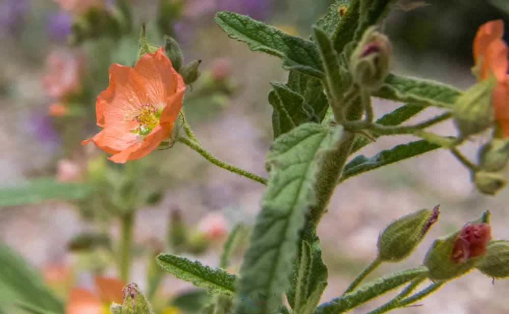 Macro Globemallow