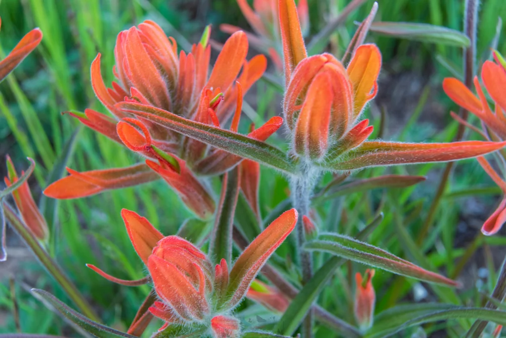 Macro Paintbrush