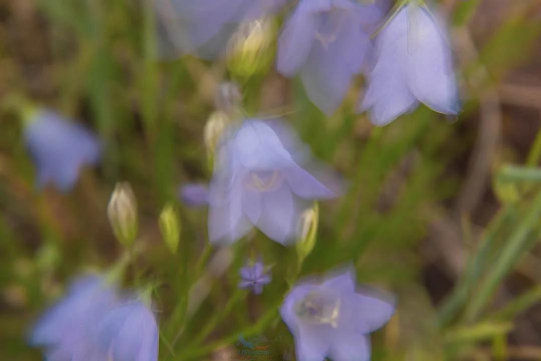 Dreamy Harebells