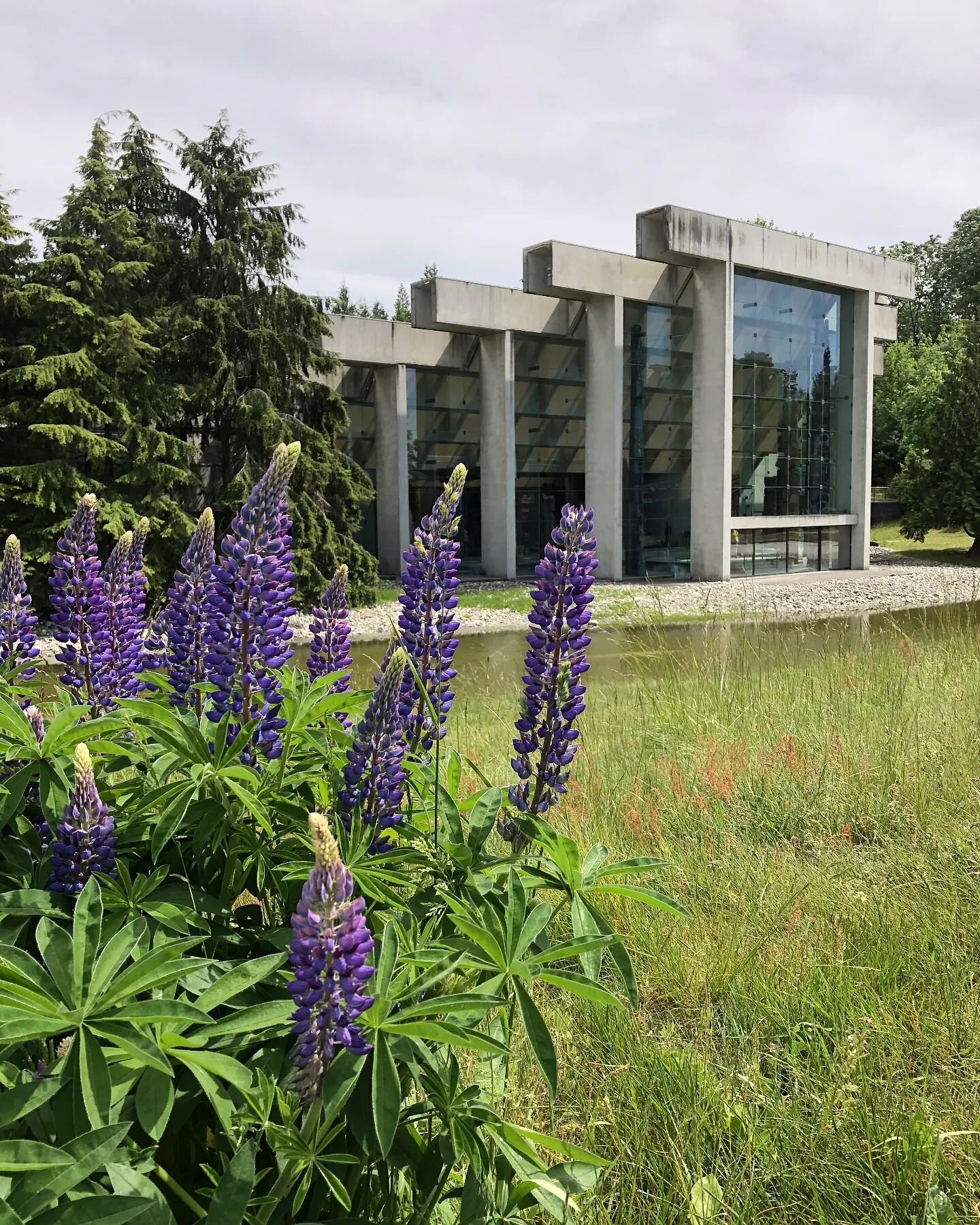 Towering up to 40 ft in height, the large glass windows of the Great Hall of the Museum of Anthropology provide an unobstructed view and enable the largest wooden carvings and cultural objects to be seen in daylight against a natural exterior setting
