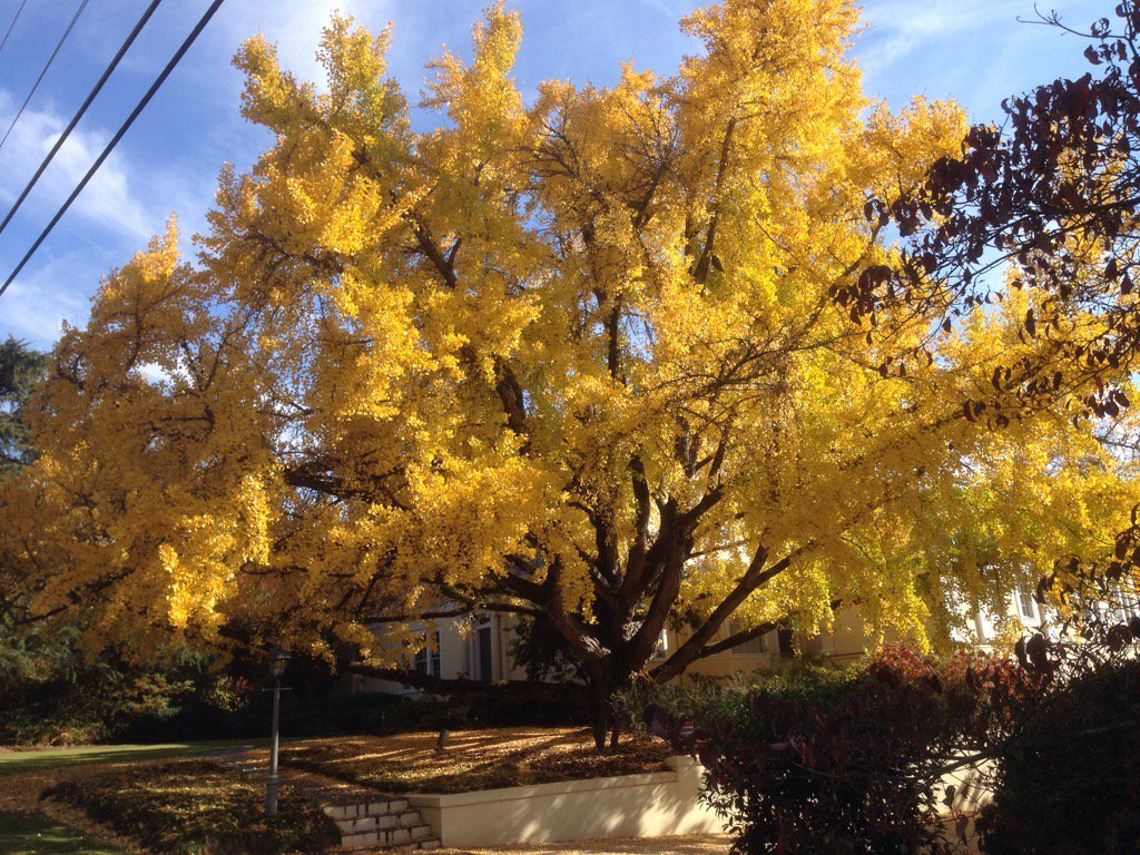 Ginko Tree.jpg