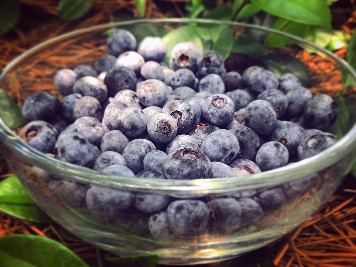 Fresh chilled blueberries 🫐 from @flyinghorseveggies are available at @dailycoop! 💙
#supportlocal #eatdaily #fresh #blueberries #yum 😊