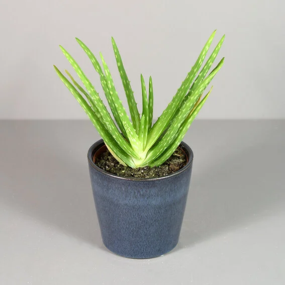 Aloe Vera — Born to Bloom with Lansdowne Florist