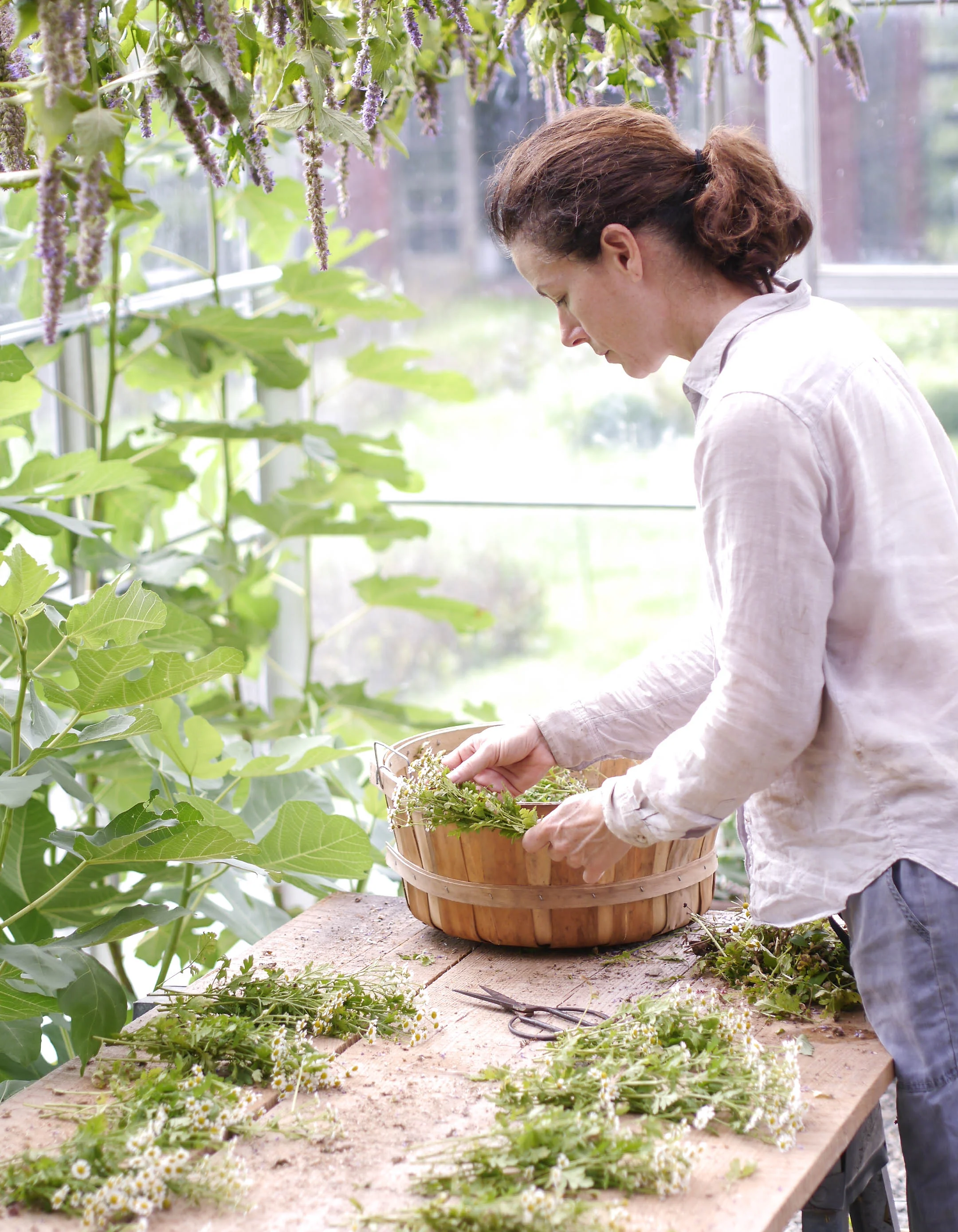 Jill hanging chamomile