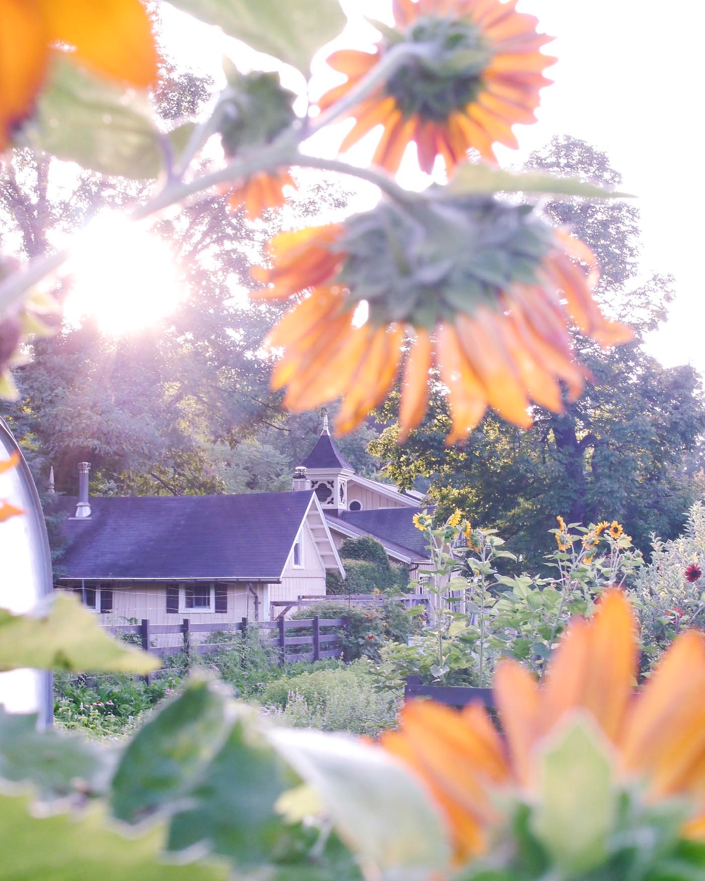 summer-sunflowers-botanical-garden.jpg