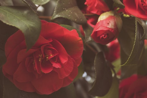 rose.jpeg