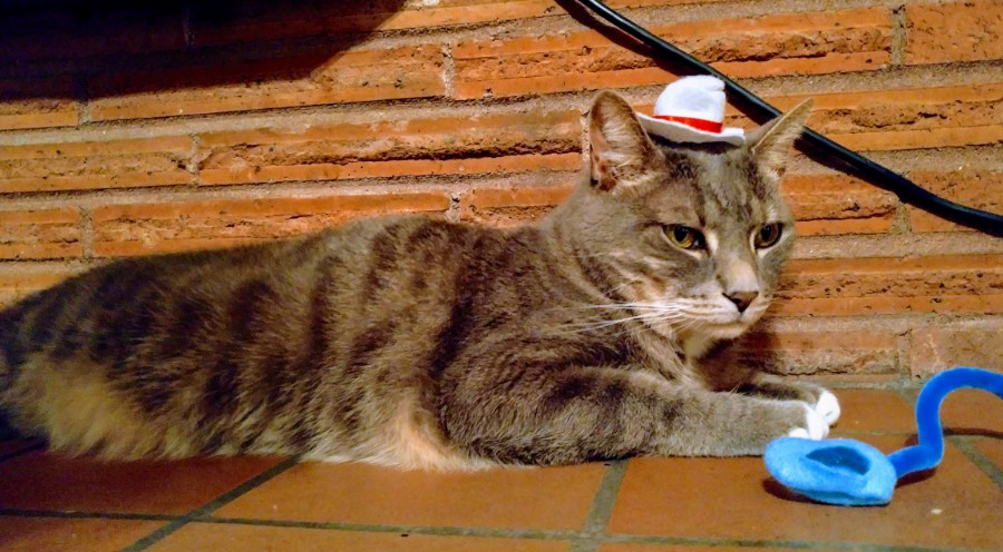 just a cat and his hat