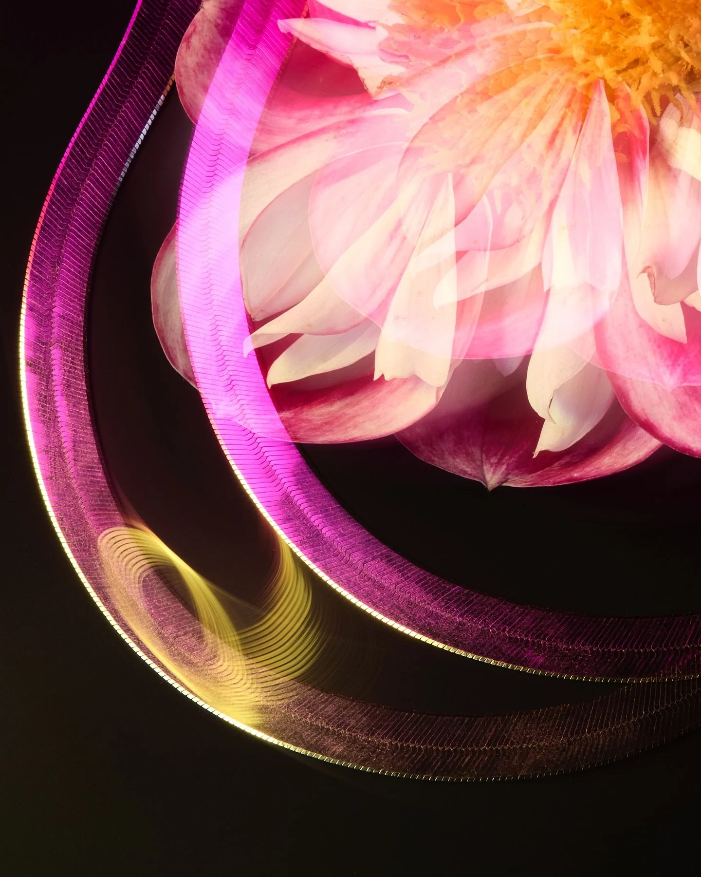 A story of jewelry and dahlias, painted with light 💫