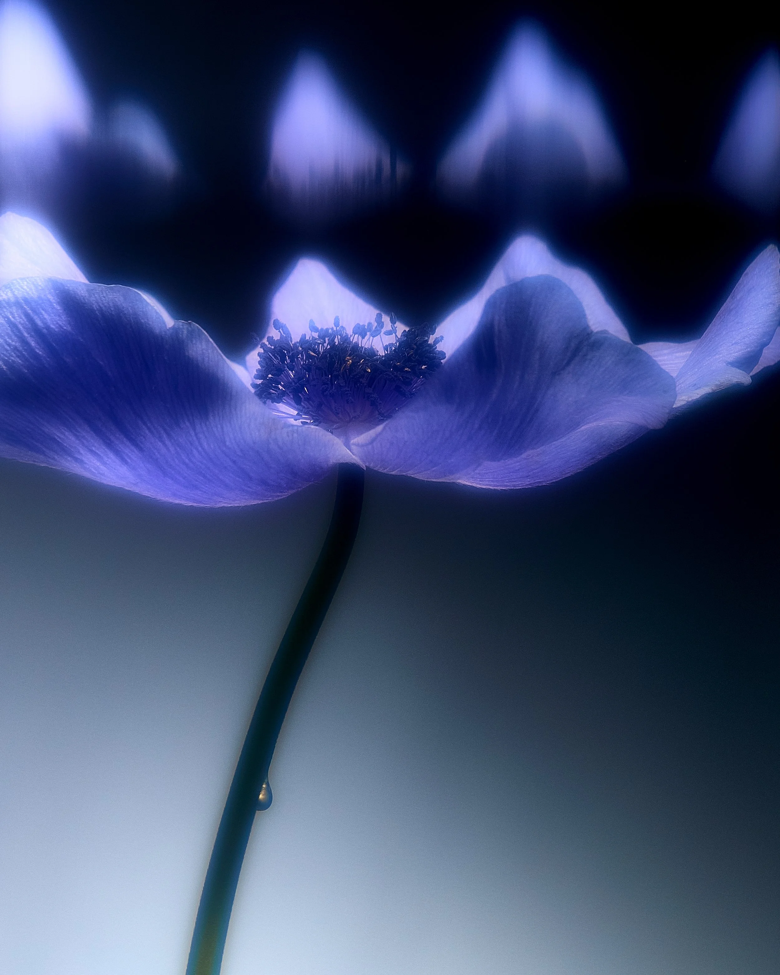 Blurred Flowers 2 138046.jpg