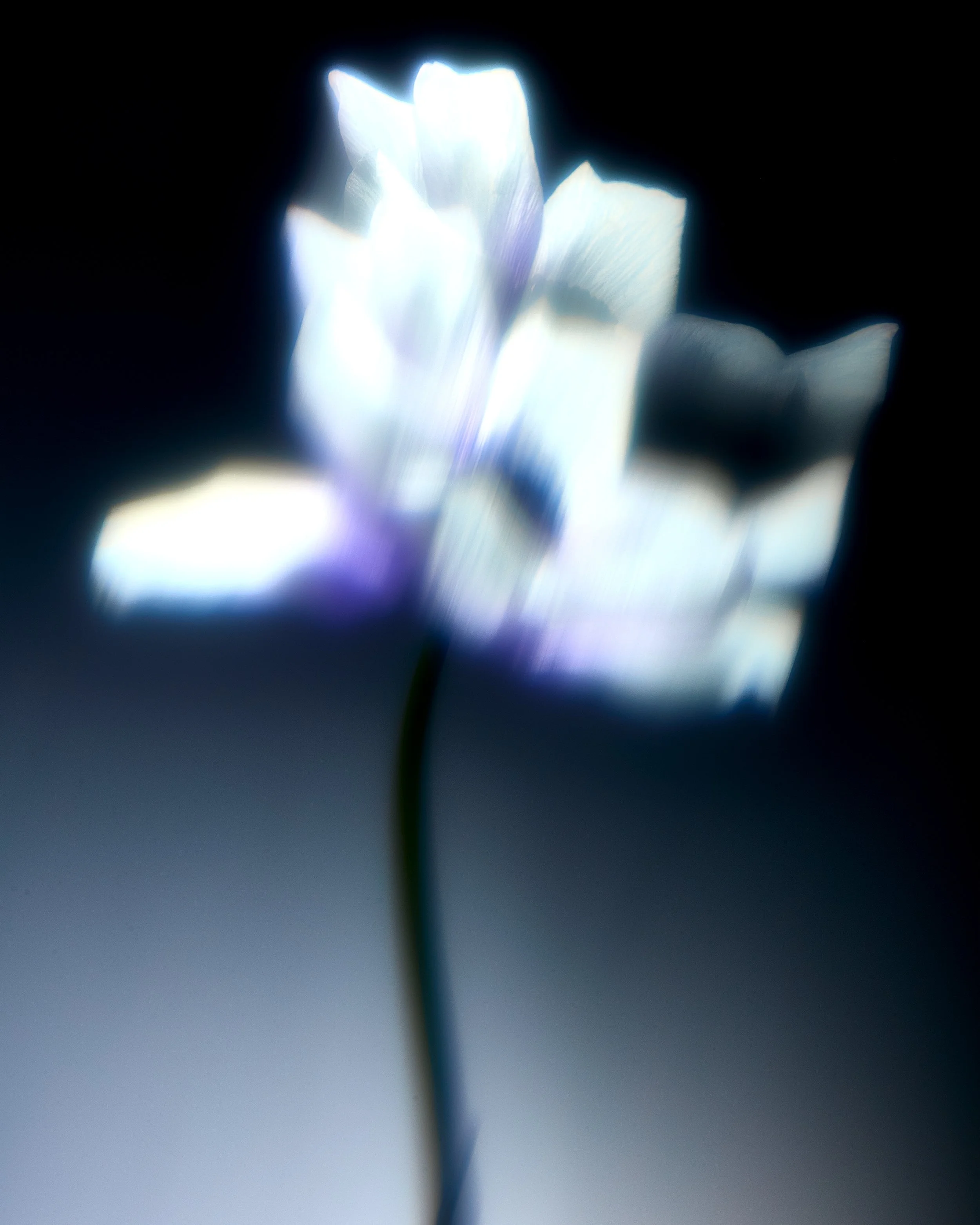 Blurred Flowers 2 138090.jpg