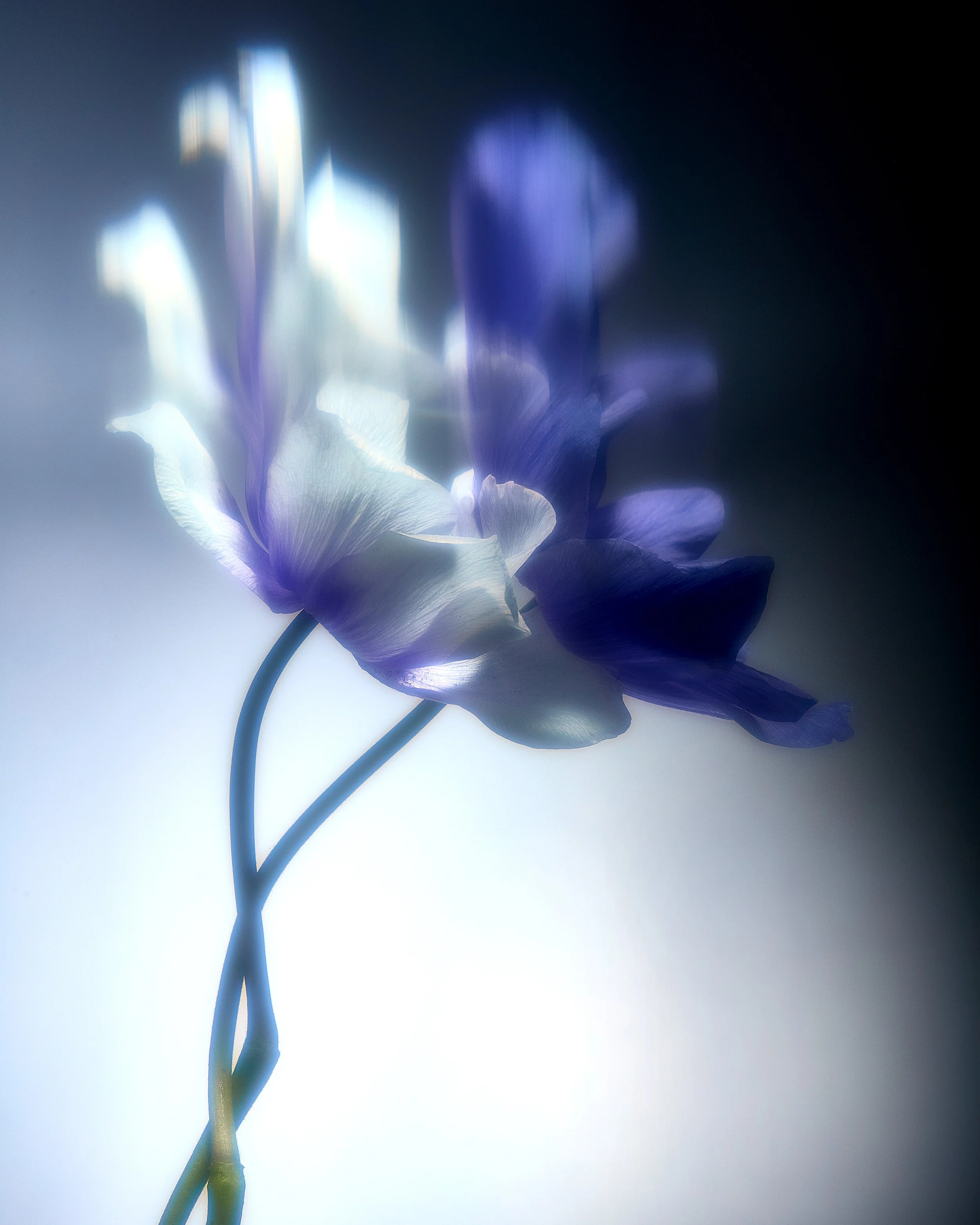 Blurred Flowers 2 138147.jpg