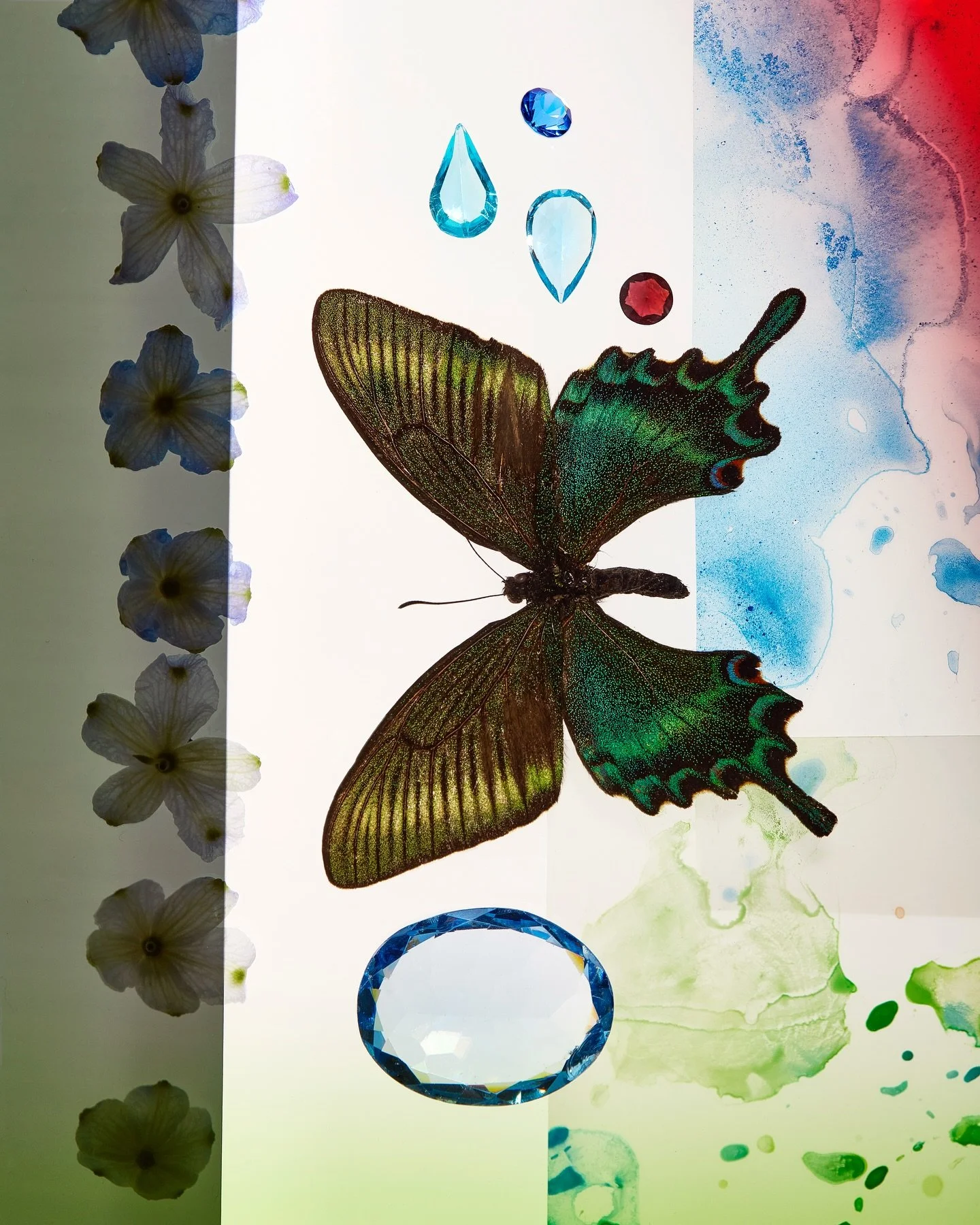 Painted Beauties 

A juxtaposition of organic and geometric shapes found in the beauty of nature.