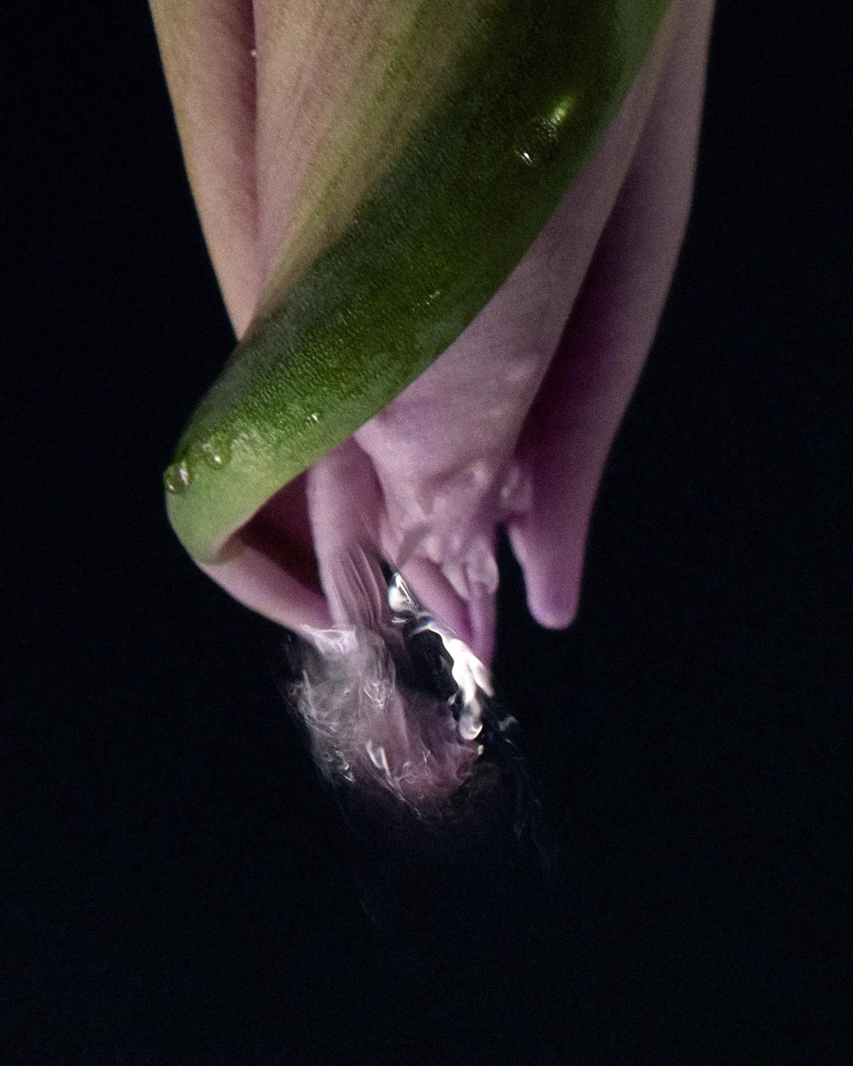 Tulips 05 039182.jpg