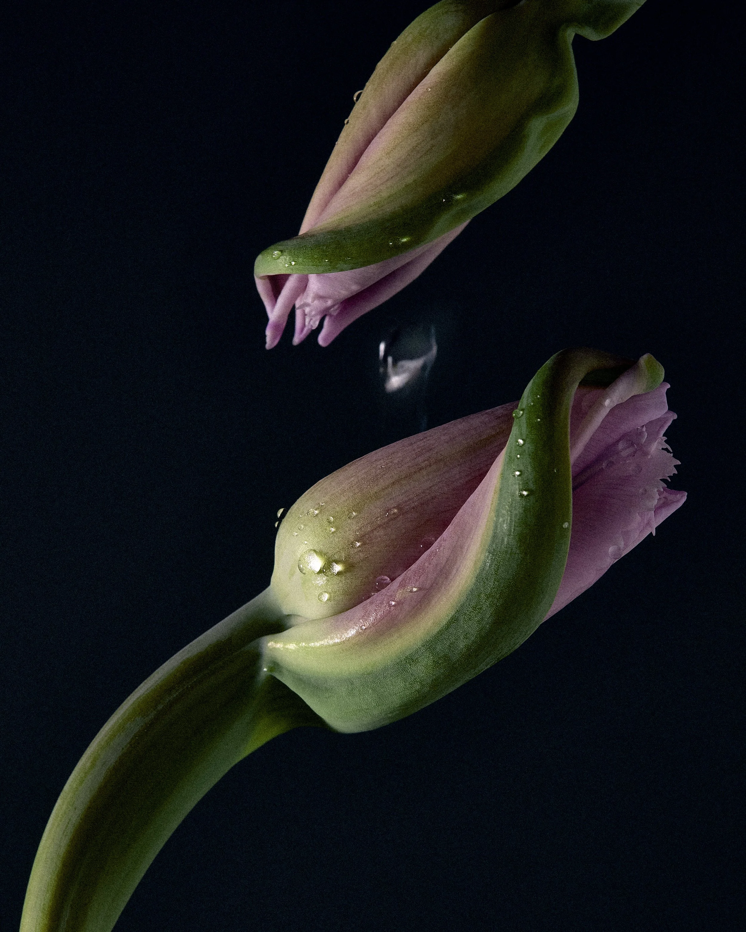 Tulips 05 039185.jpg