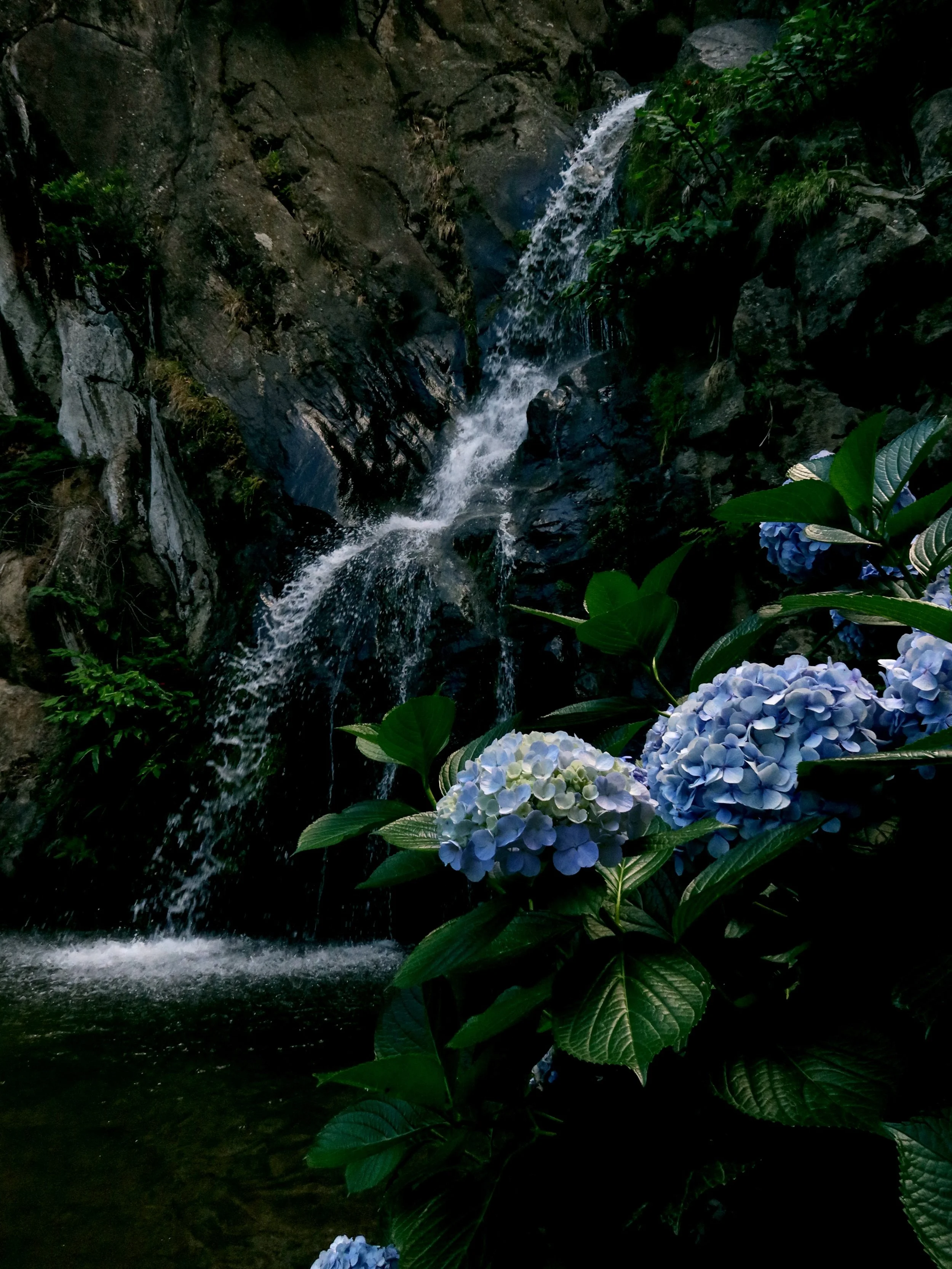 Blue flowers, black sand, and if you zoom in, a tiny cat in the background 🐈&zwj;⬛