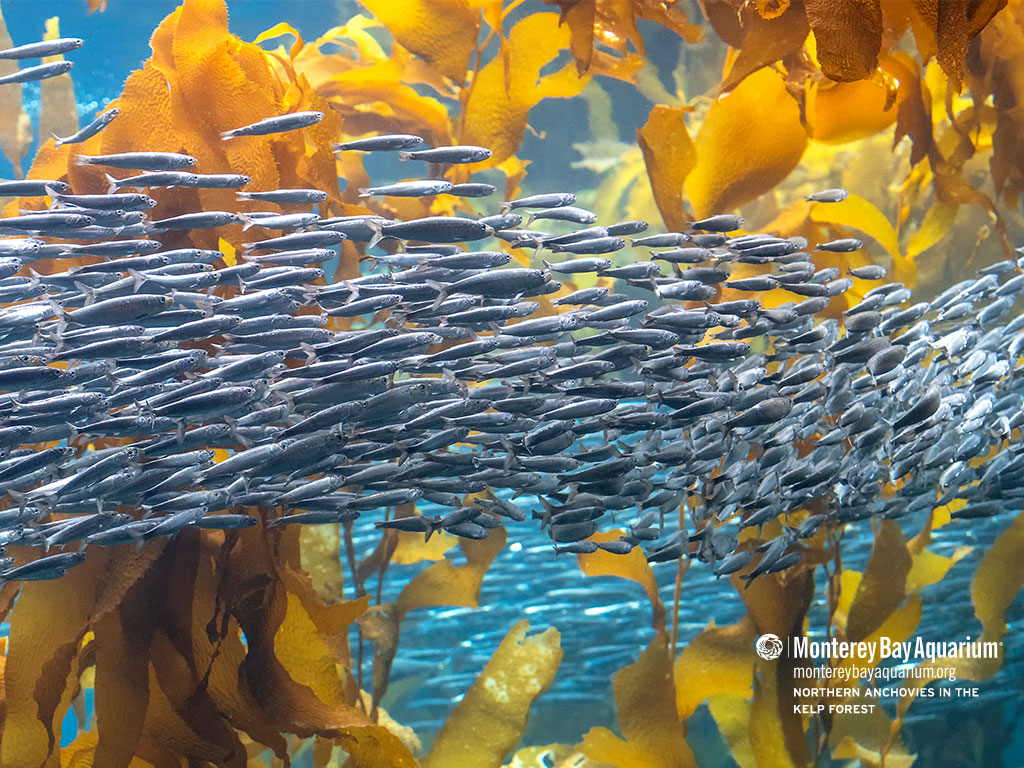 Everyone loves the Kelp Forest at the Aquarium. You can spend hours just watching the underwater scene.