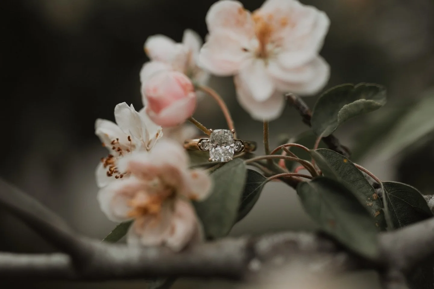 Caught the last of springtime blooms&hellip; and the last of my sessions until baby boy arrives! 🌸 Bittersweet.