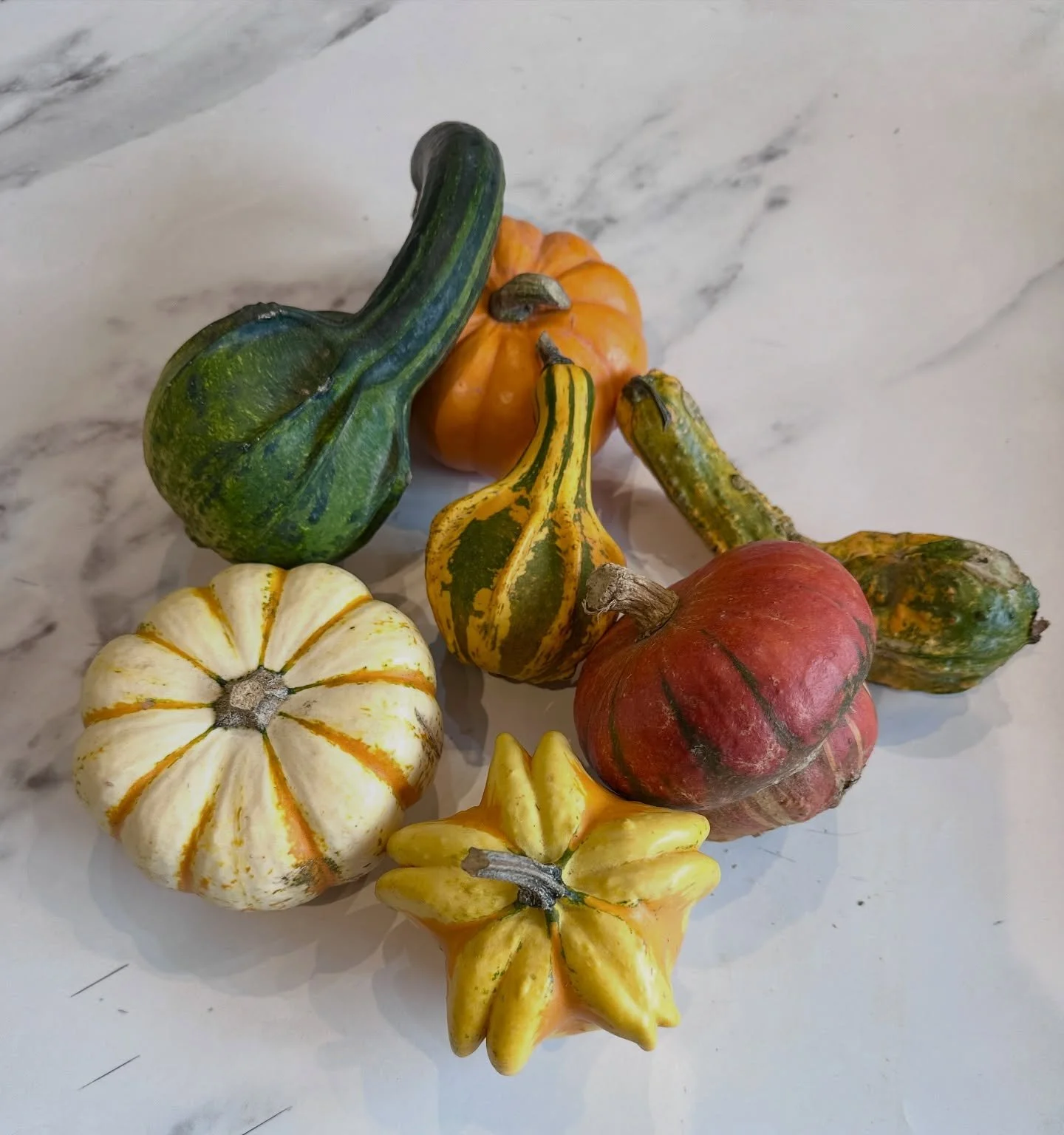 🎃 Heirloom / Heritage pumpkins have arrived!
From the bigger-than-big ( we got them as well ) to the perfectly imperfect, these heritage pumpkins bring real charm — each one with its own character and story.
Add some colour to your Halloween