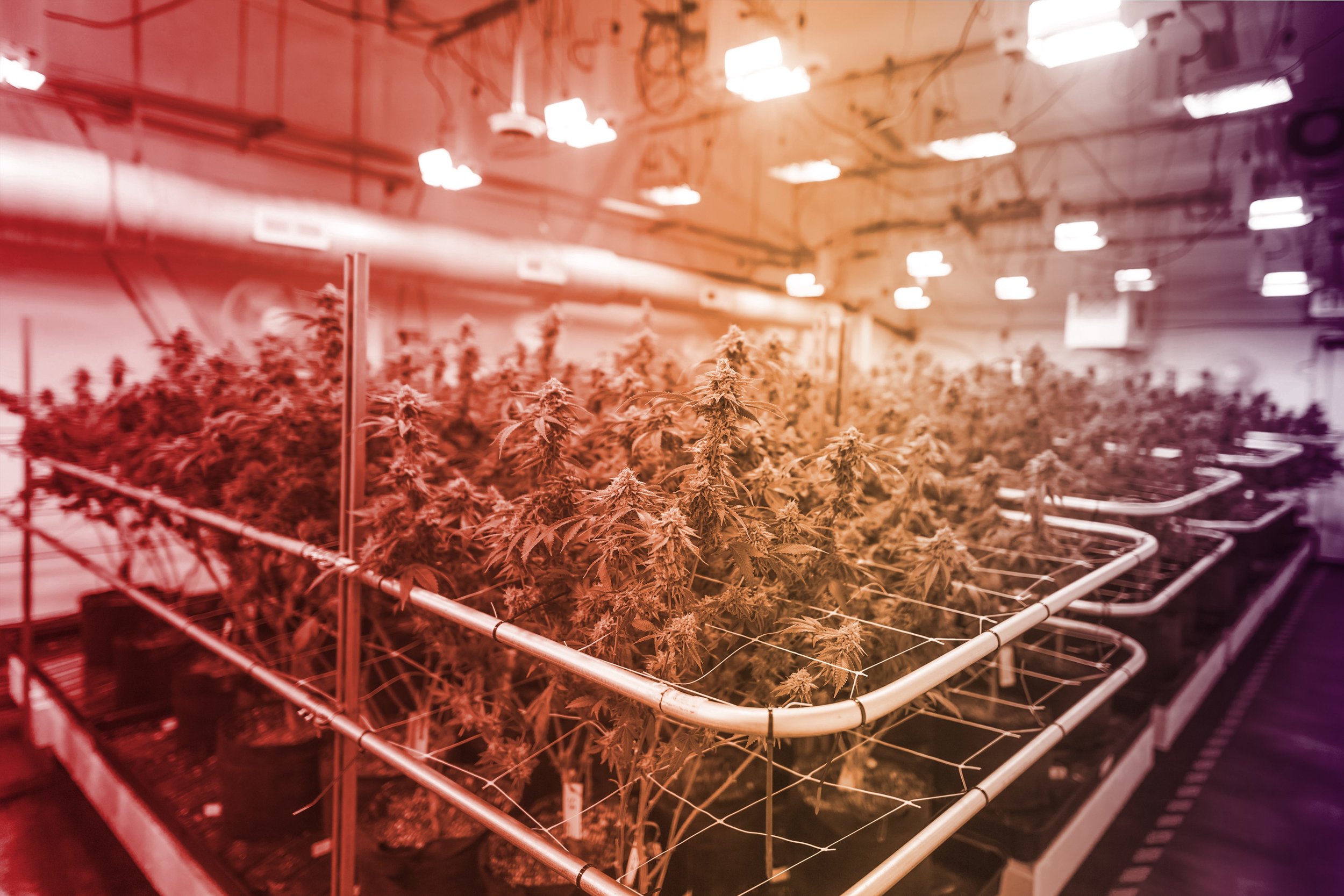 pattern micro cultivation.jpg