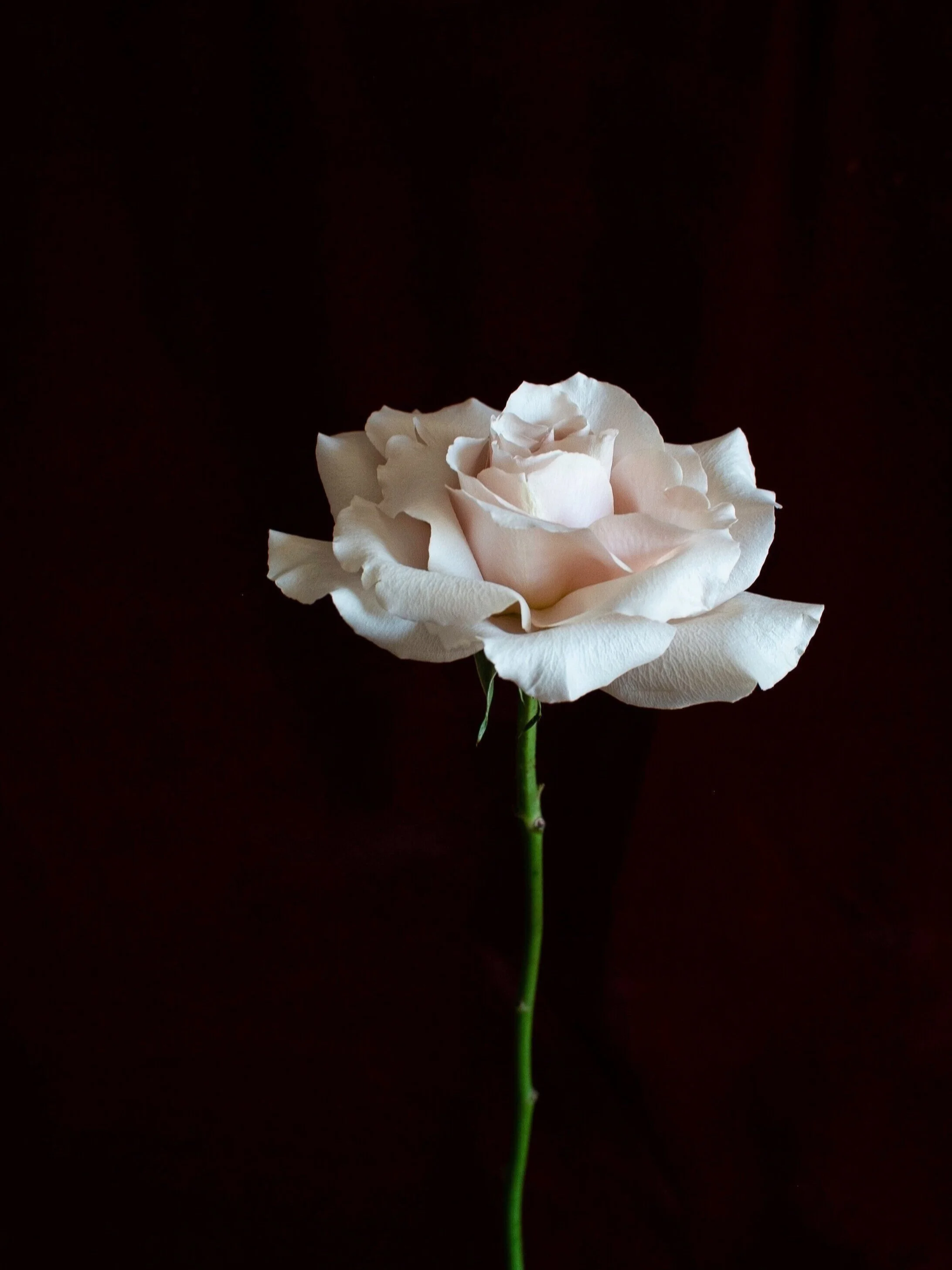   Asiahn’s Cover   Photographer:  Alex G Harper  Set Design:  Dureen  Floral Art:  CARMEN &amp; CO.     