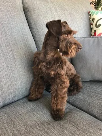 liver schnauzer