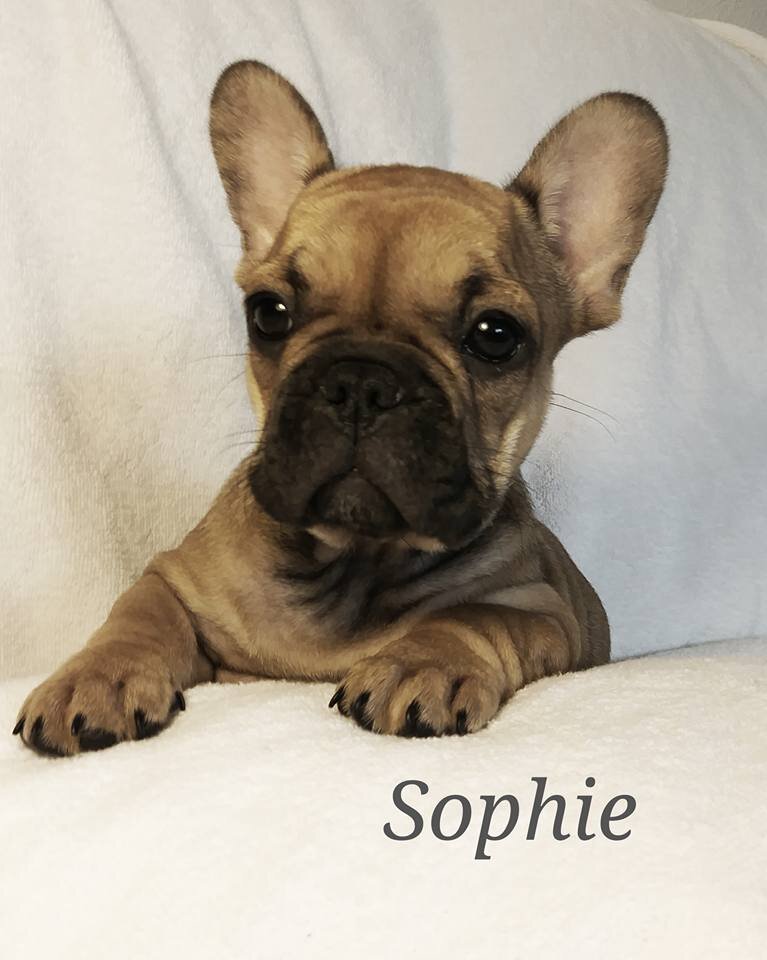 sophie pup.jpg