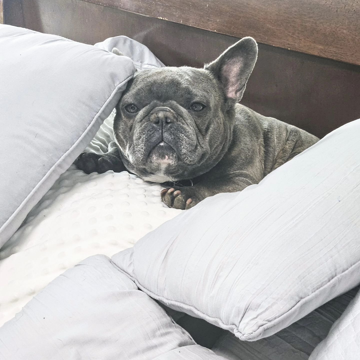 Kog is so hilarious! He loves to climb through the pillows on the bed and bury himself under them with just his head poking out. I turned around and he was just looking at me like this. He thinks he's pretty special.....And he's right!🥰