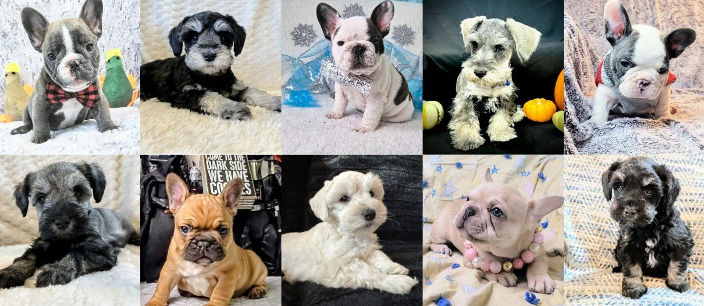 French Bulldog Frenchie Puppies mini schnauzer schnauzer puppies miniature schnauzer puppies French Bulldog pup frenchies for sale AKC American Kennel Club