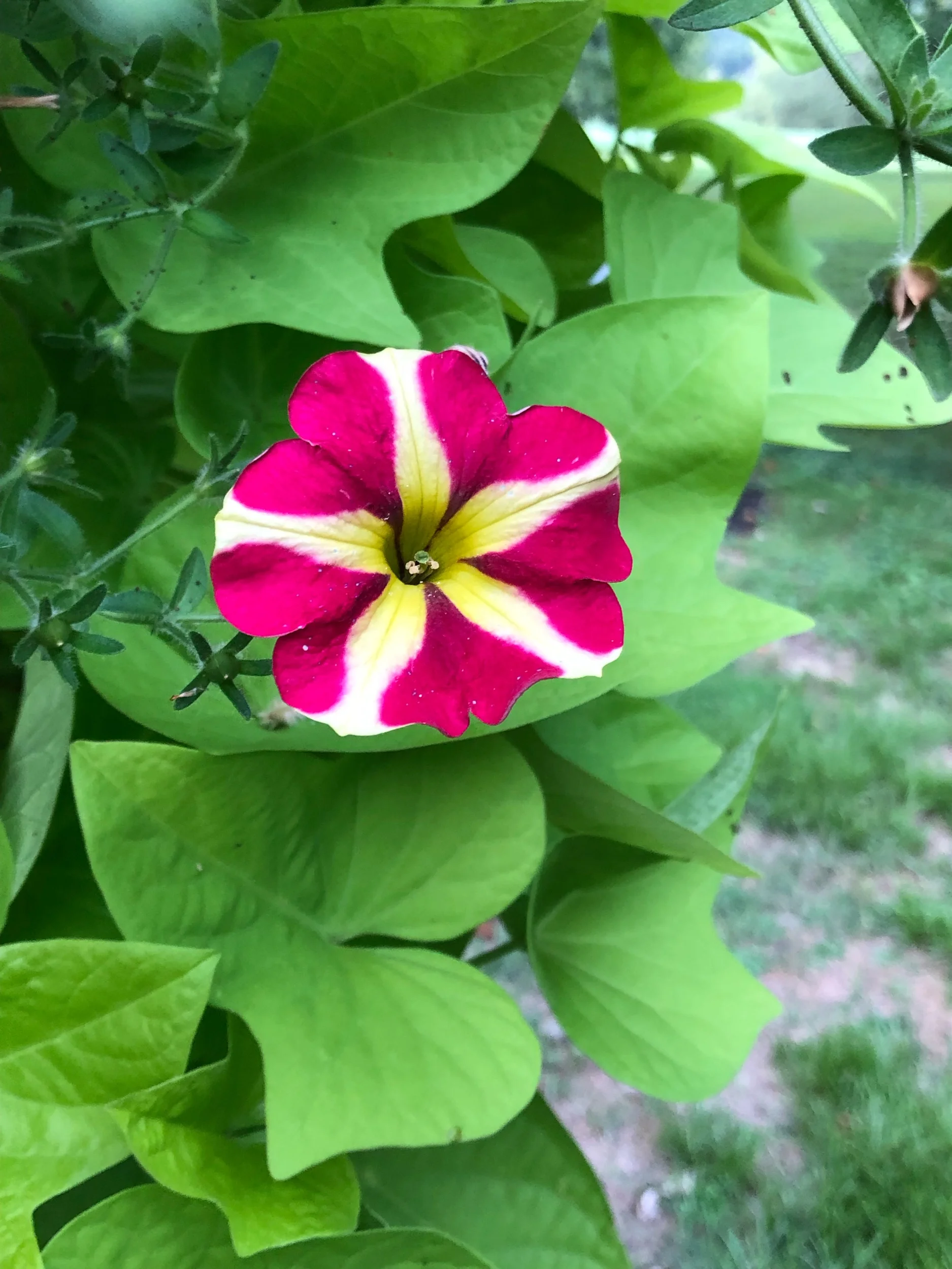 IMG_4870.jpeg