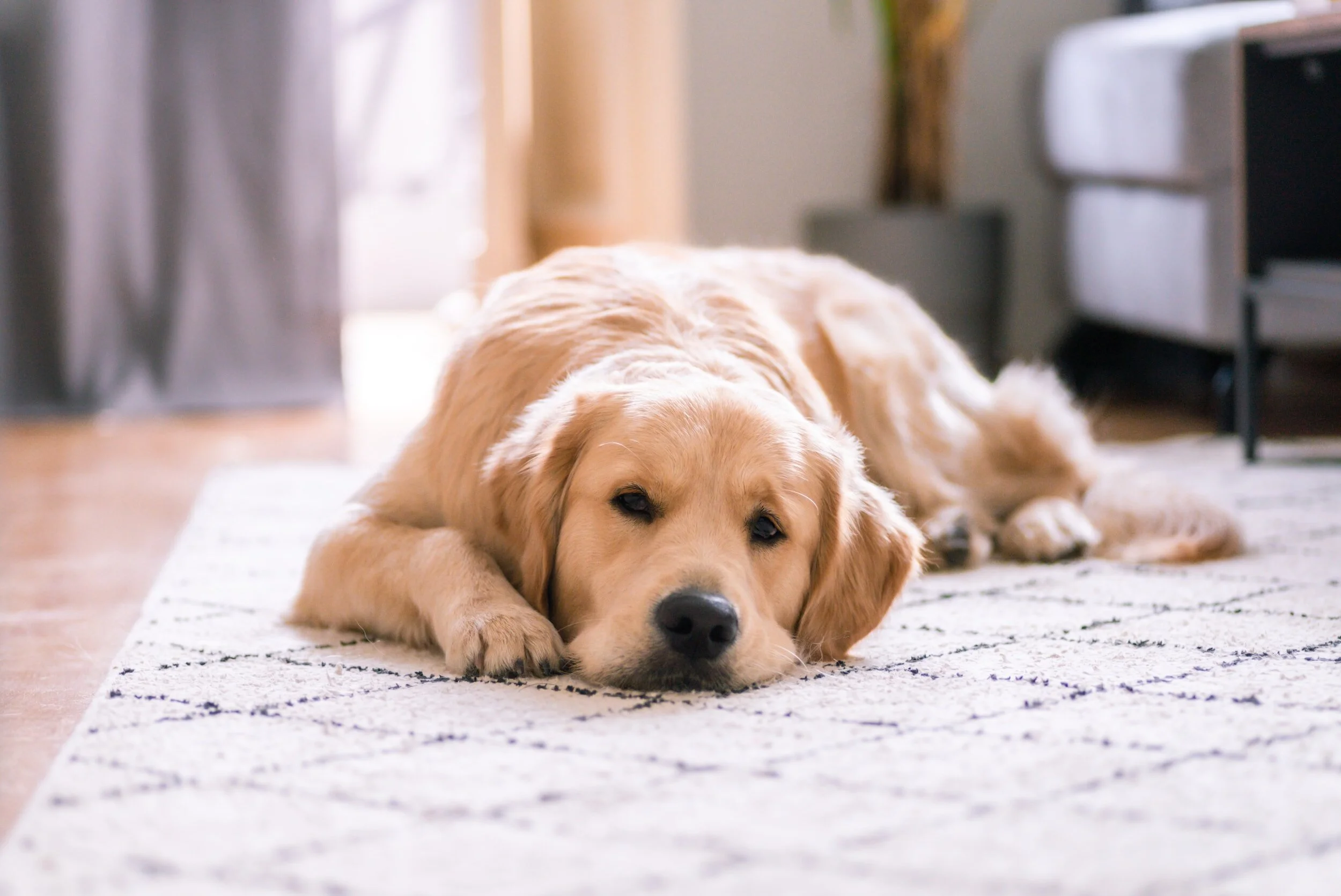 What To Do If Your Pet Dies At Home