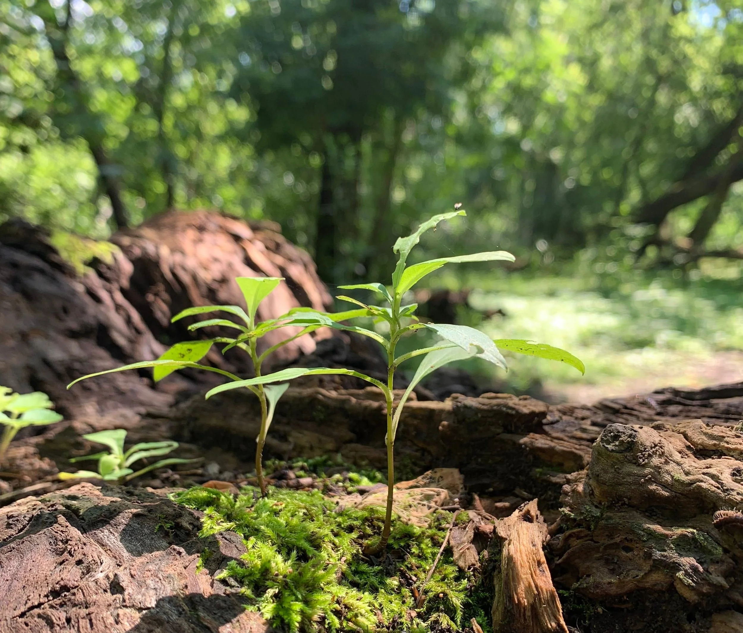 the opposite of alive