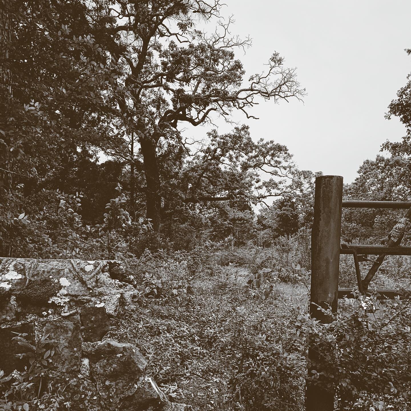 It turns out the quaint little East Texas town I&rsquo;m currently weathering COVID in has PLENTY of its own special lore. Today a serendipitous bike ride took me to the ruins of an abandoned zoo with a tragic past, and an entrance to some mysterious