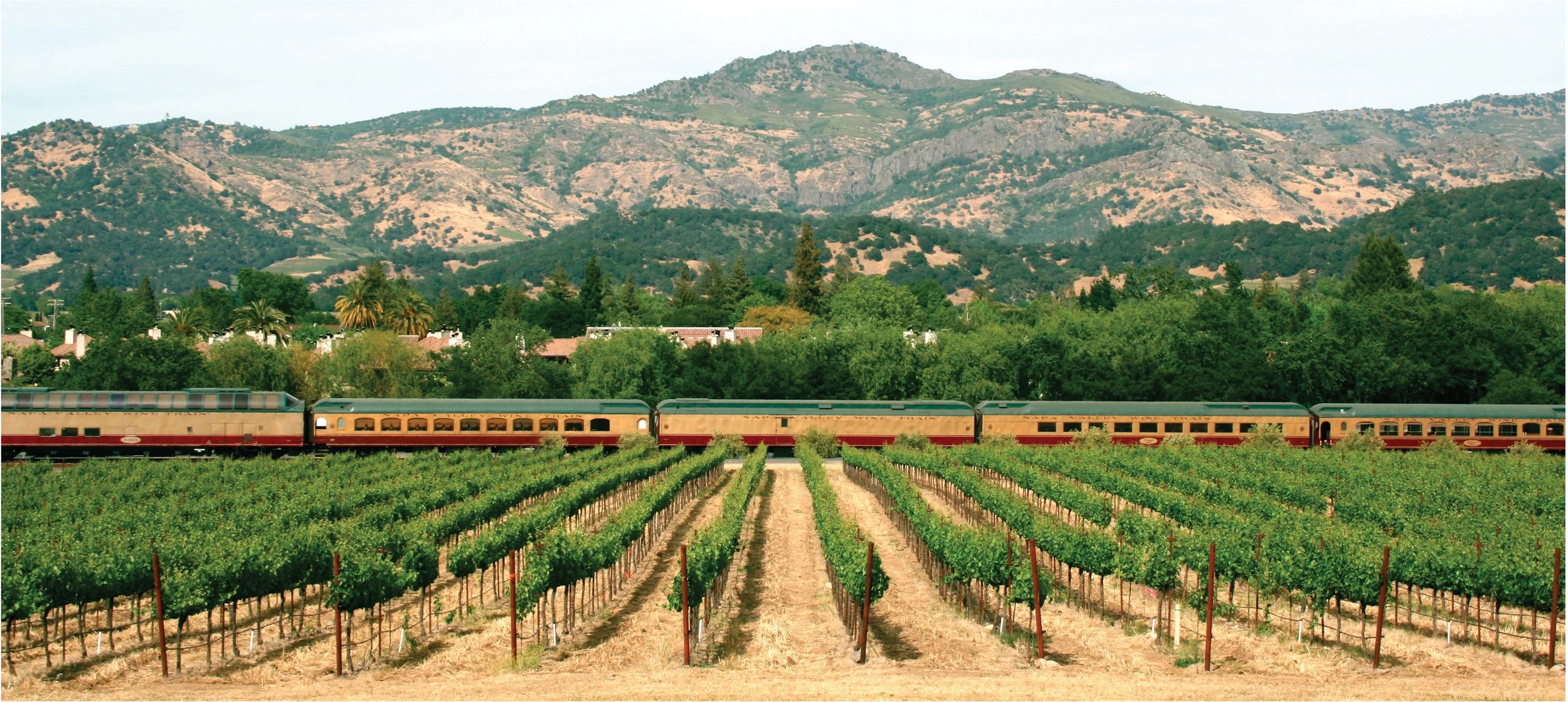 A train moving through a vineyard with a mountain range in the background.