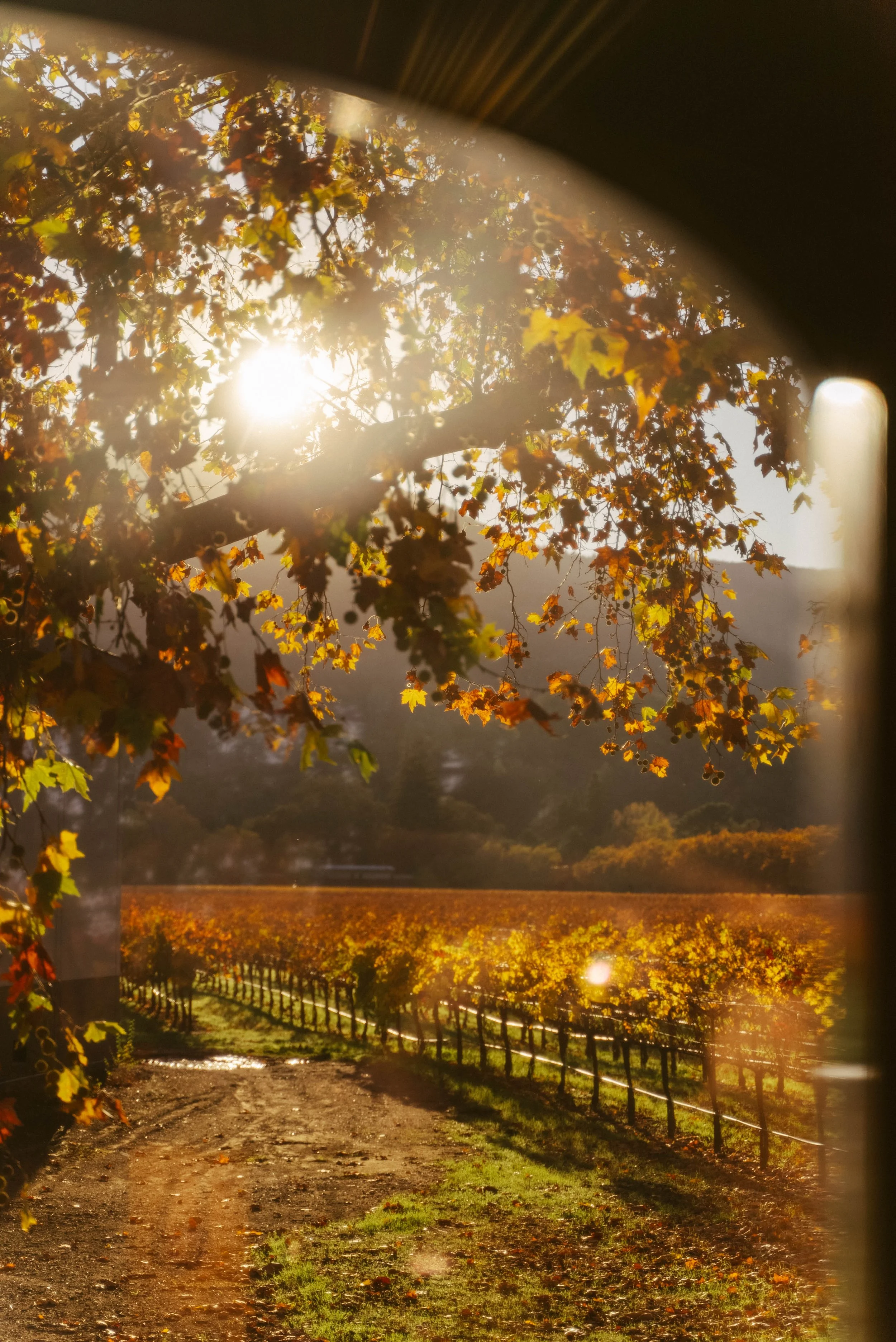 Sun shining through autumn leaves on a tree in a vineyard during sunset, with a dirt path and fence in the foreground.