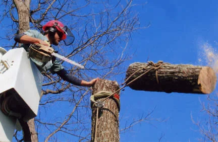 tree cutting.jpg