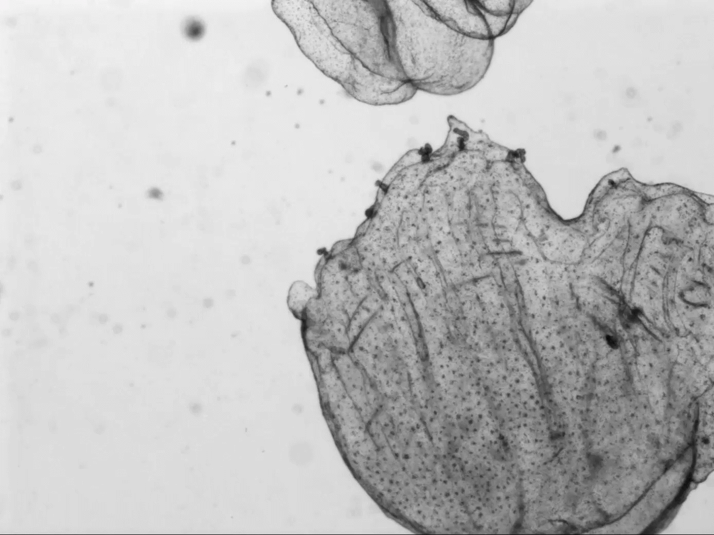 “Clumped up” Aurelia aurita (moon jellyfish). One of the supposed stages of the life cycle reversals.