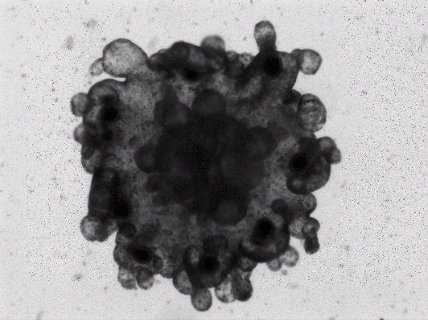 “Clumped up” Aurelia aurita (moon jellyfish). One of the supposed stages of the life cycle reversals.