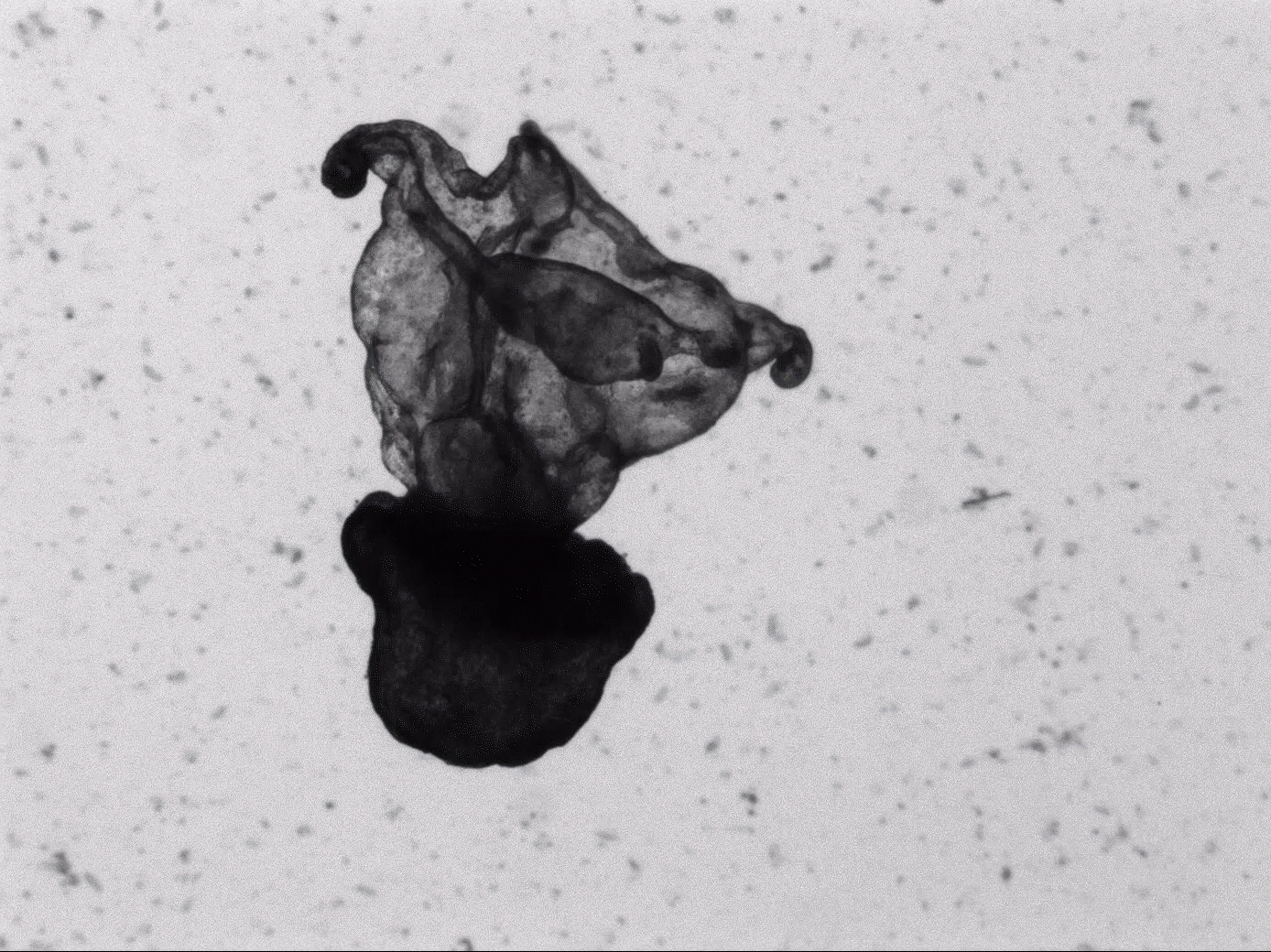 “Clumped up” Aurelia aurita (moon jellyfish). One of the supposed stages of the life cycle reversals.