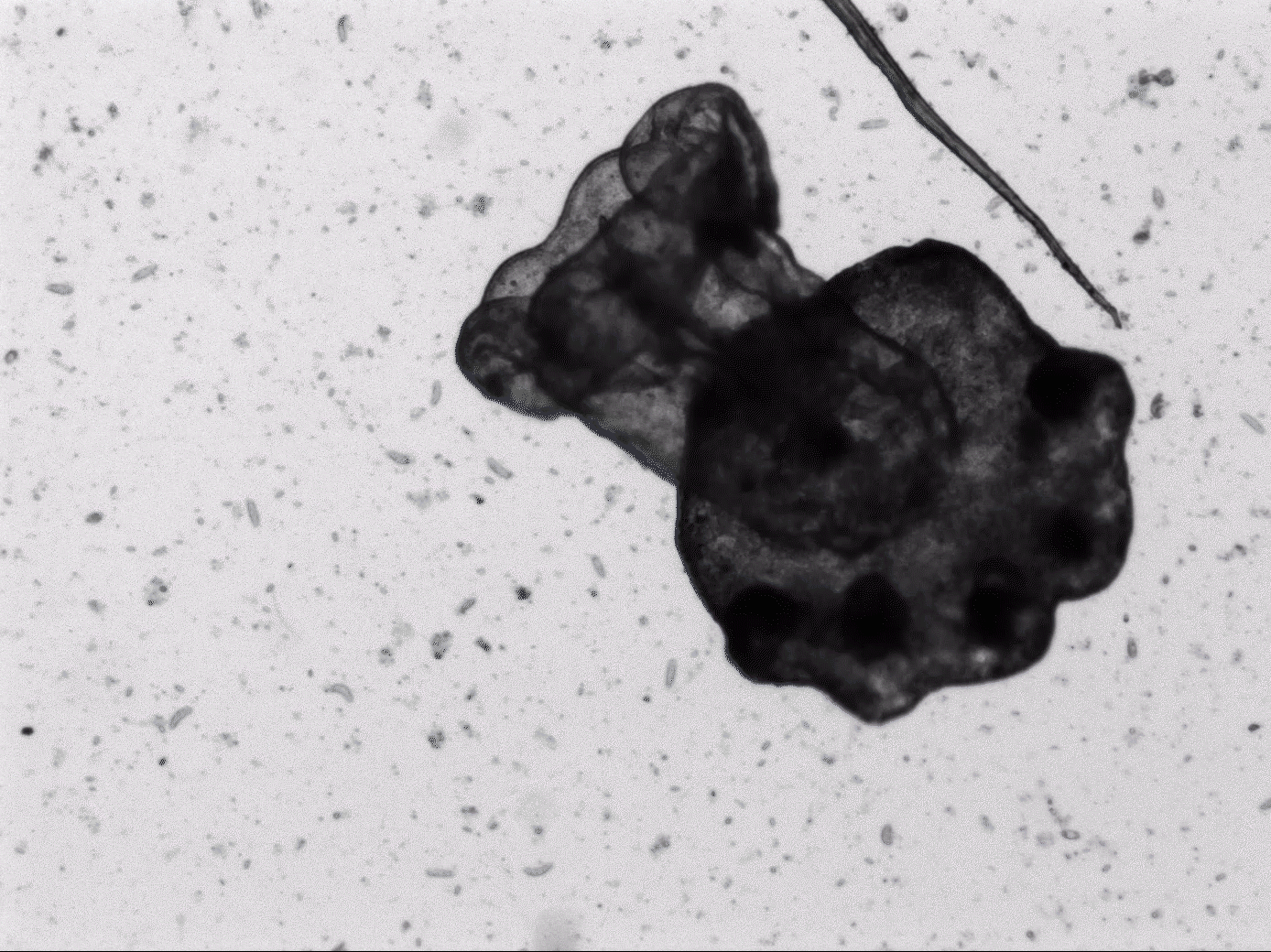 “Clumped up” Aurelia aurita (moon jellyfish). One of the supposed stages of the life cycle reversals.