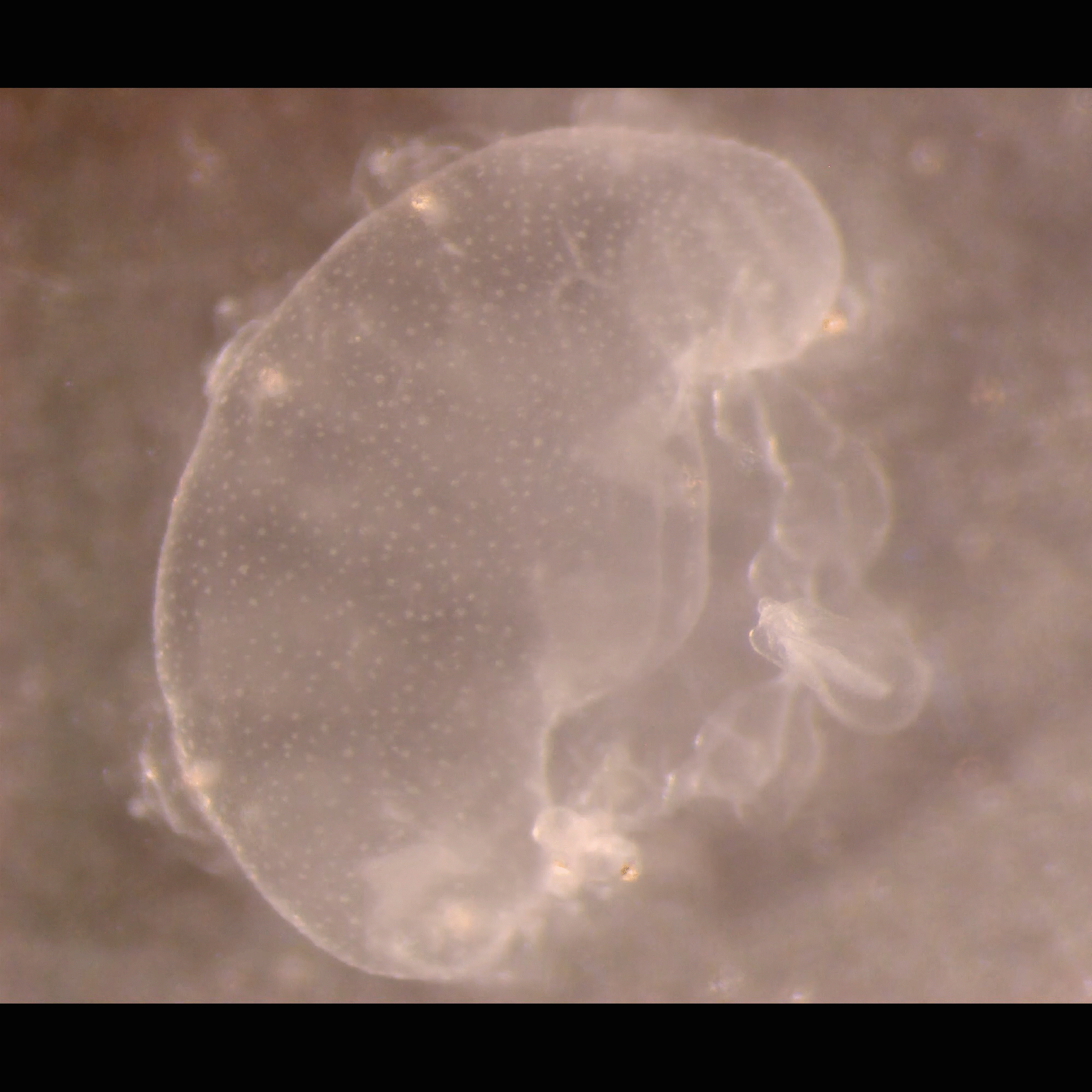 “Clumped up” Aurelia aurita (moon jellyfish). One of the supposed stages of the life cycle reversals.