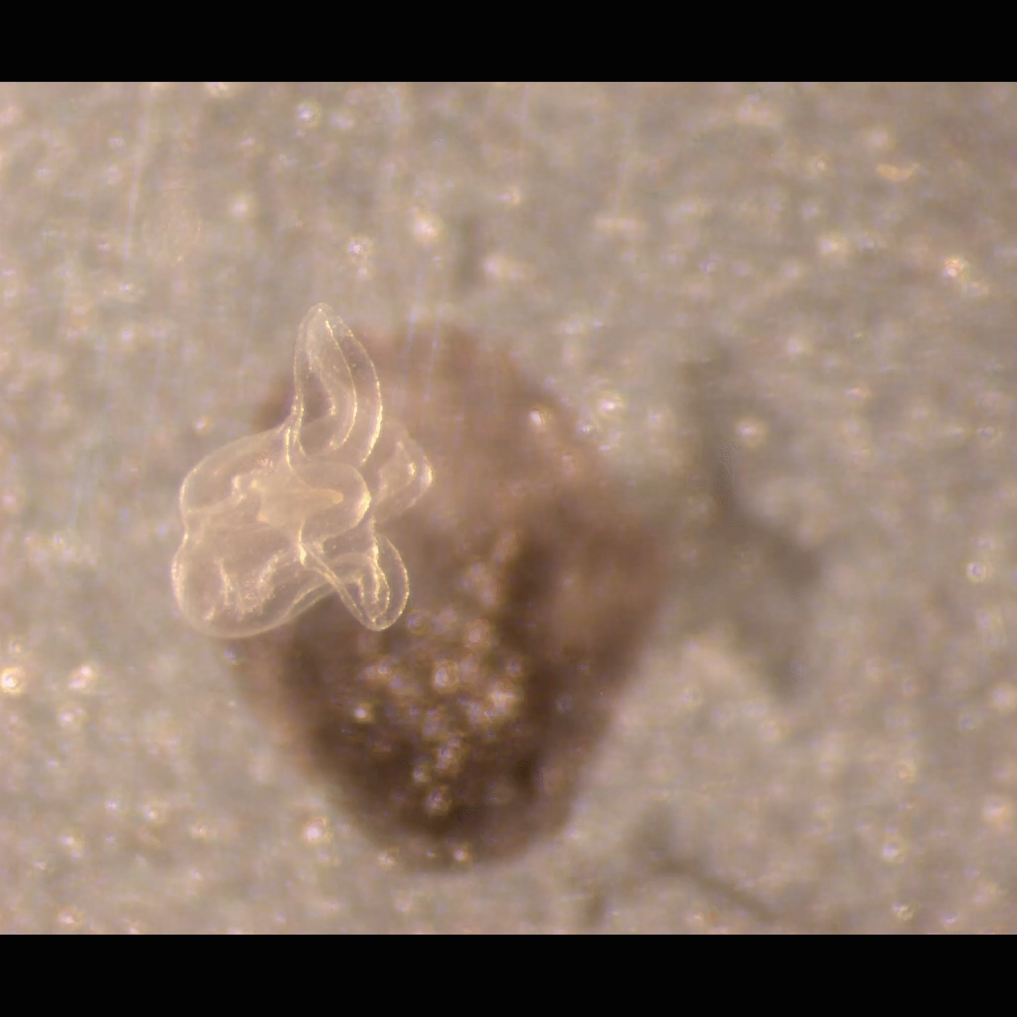 “Clumped up” Aurelia aurita (moon jellyfish). One of the supposed stages of the life cycle reversals.