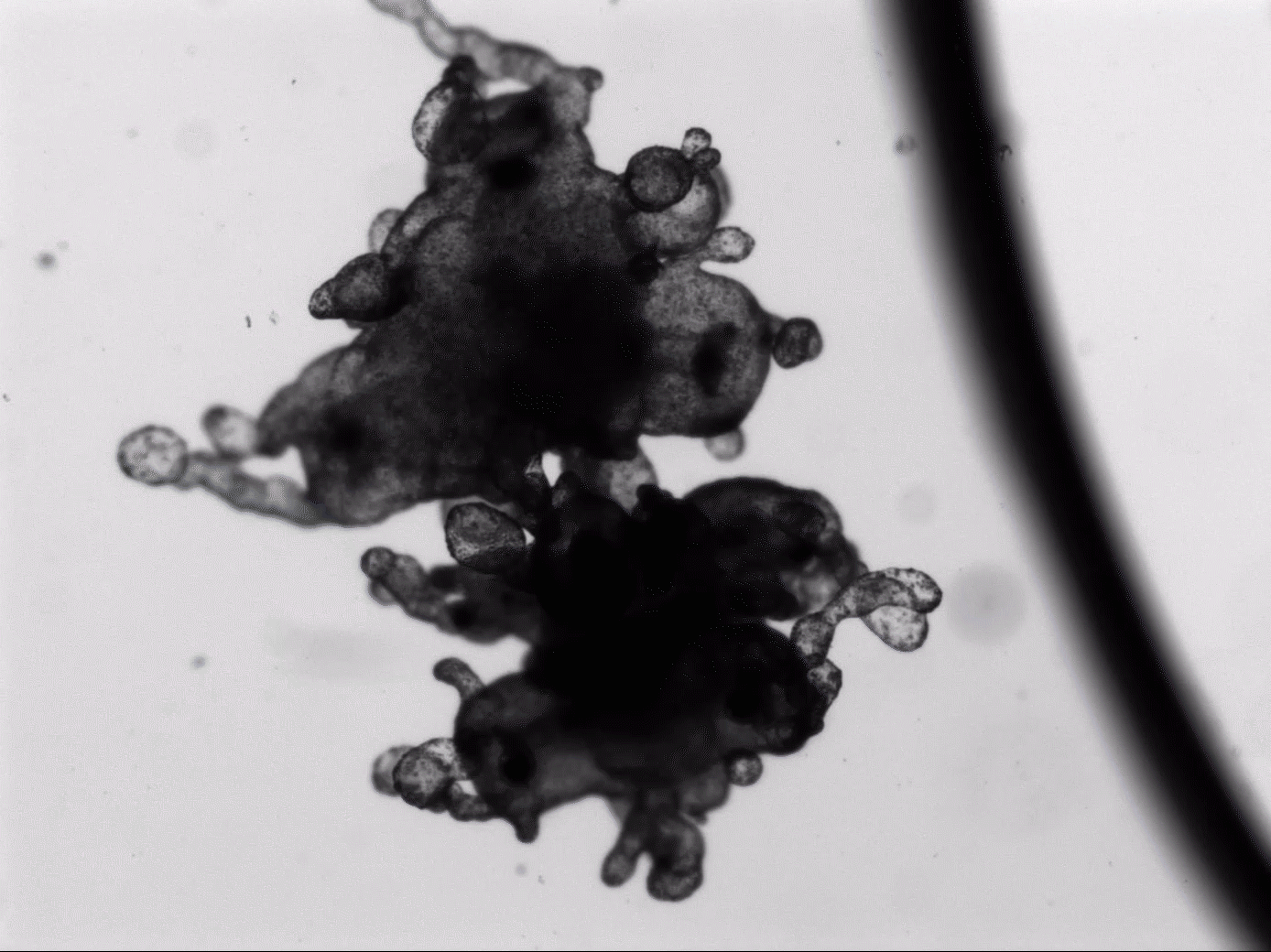 “Clumped up” Aurelia aurita (moon jellyfish). One of the supposed stages of the life cycle reversals.