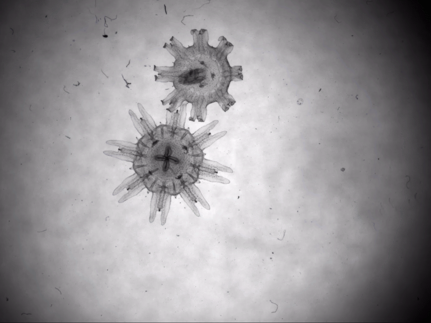 Control Aurelia aurita (moon jellyfish)