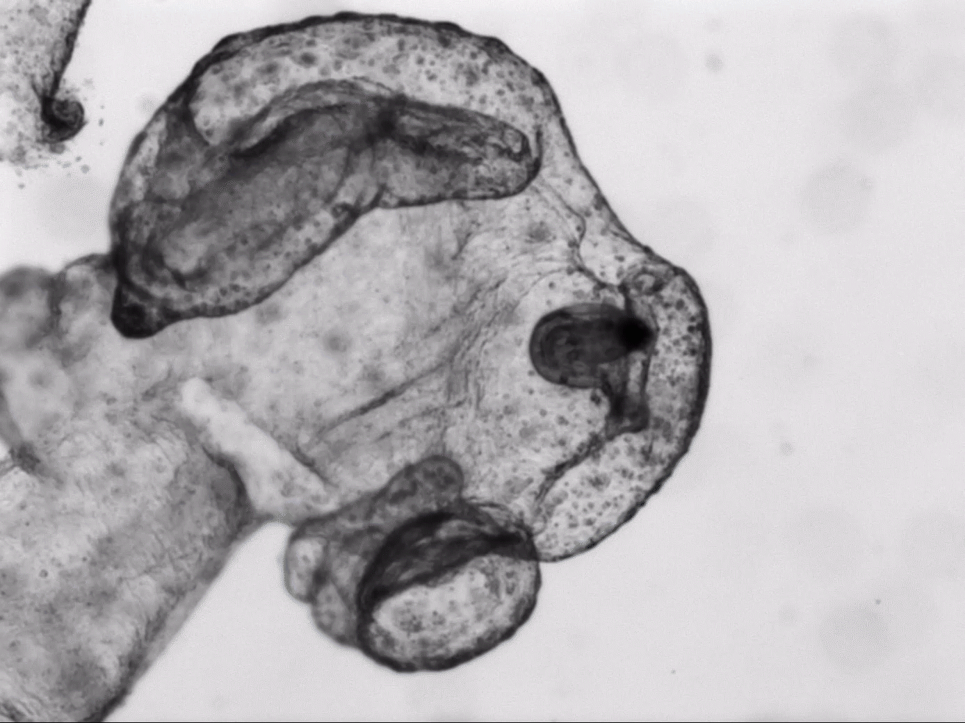 9-Movie Export-19_1_1.gif