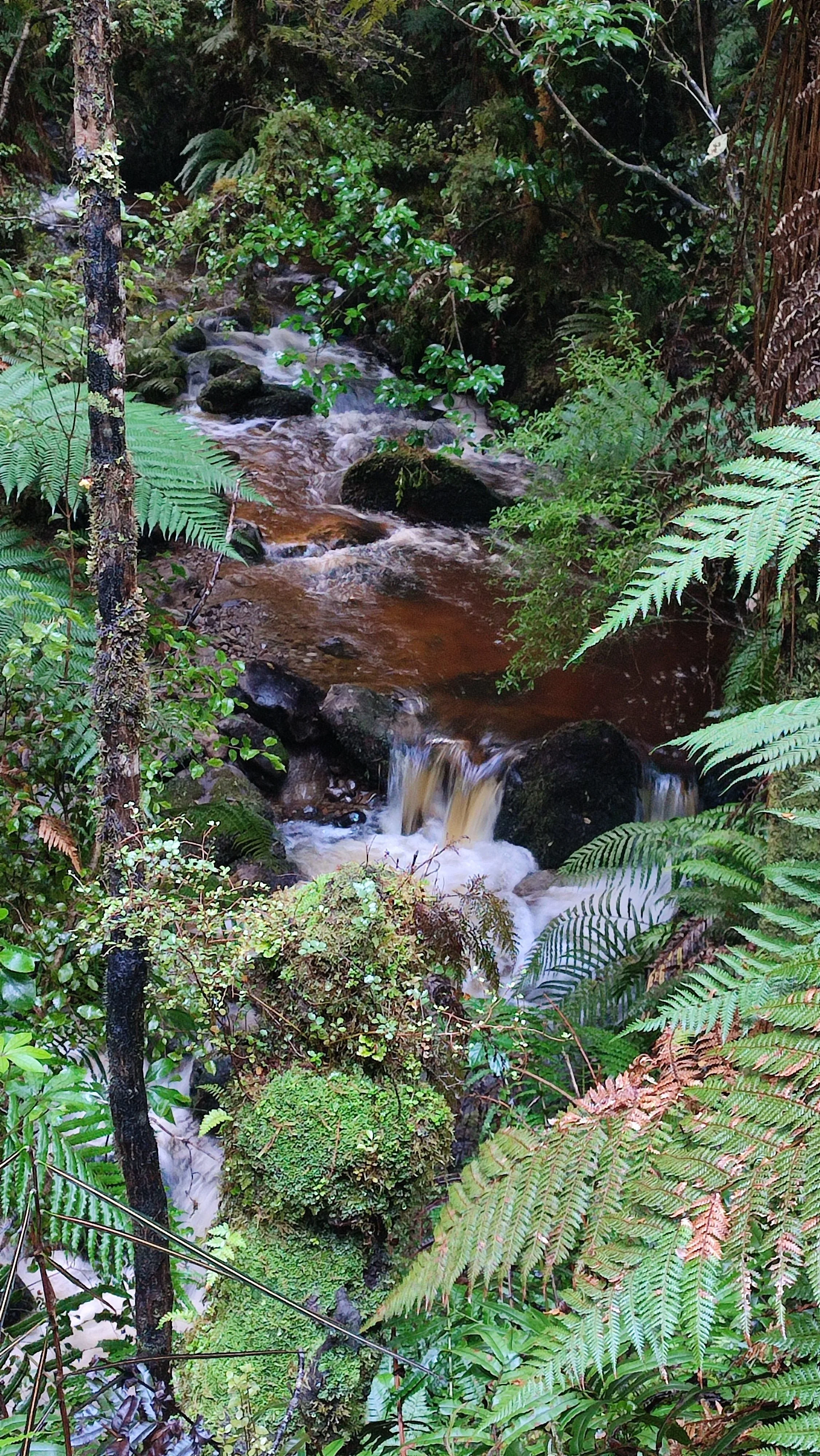 Hump Ridge Track 2025- Adventure Plus- especially for this Mother and Daughter Duo