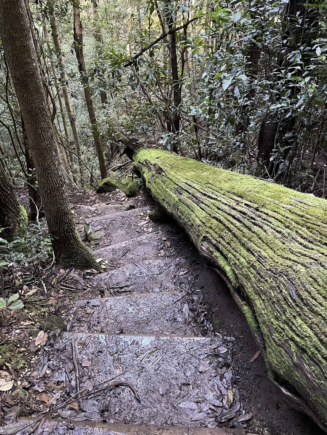 Nellies Glen stairs with fallen tree.JPG