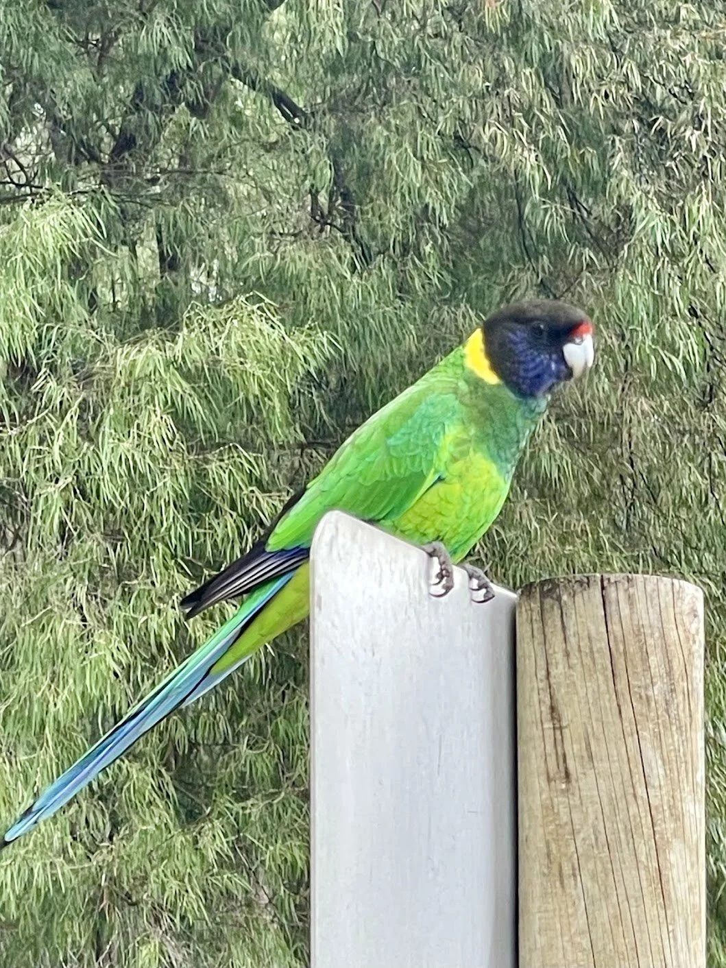 parrot.jpg